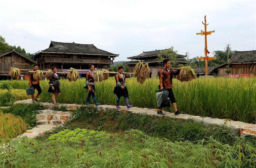 广西融水:黑糯丰收助农增收